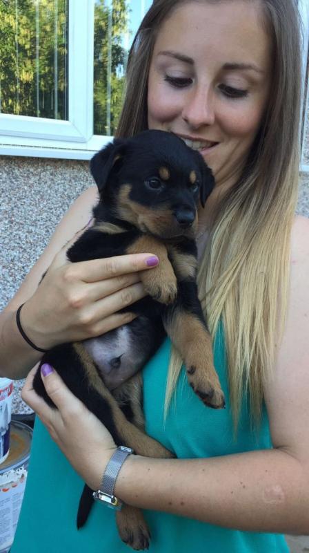 Rottweiler Puppy For Sell Text us at (346) 360-2211 or email us at yoladjinne@gmail.com Image eClassifieds4u