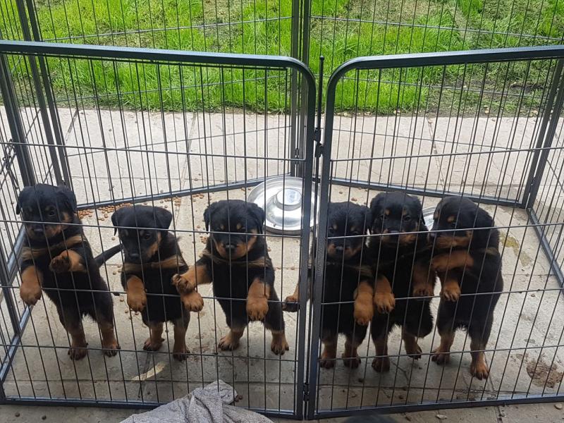 Rottweiler Puppy For Sell Text us at (346) 360-2211 or email us at yoladjinne@gmail.com Image eClassifieds4u