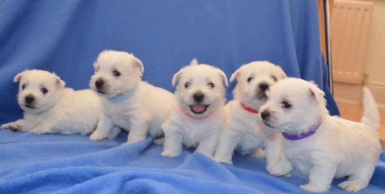 West Highland Terrier For Sell Text us at (346) 360-2211 or email us at yoladjinne@gmail.com Image eClassifieds4u