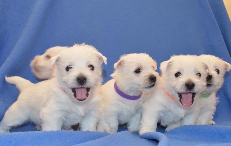 West Highland Terrier For Sell Text us at (346) 360-2211 or email us at yoladjinne@gmail.com Image eClassifieds4u