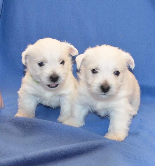 West Highland Terrier For Sell Text us at (346) 360-2211 or email us at yoladjinne@gmail.com Image eClassifieds4u