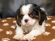 Adorable Cavalier King Charles Spaniel puppies.