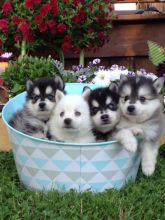 Classic markings Pomsky Puppies Available