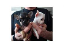 Cute Apple head Teacup chihuahua puppies Available Now