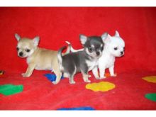 Apple head Teacup chihuahua puppies Available