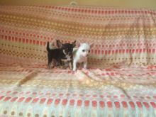 Apple head Teacup chihuahua puppies Available