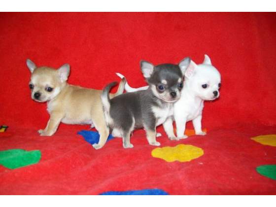Apple head Teacup chihuahua puppies Available Image eClassifieds4u
