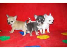 Apple head Teacup chihuahua puppies Available Image eClassifieds4U
