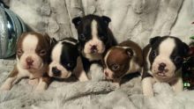 Boston terrier Puppies Available for new home