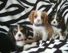 Cavalier King Charles Spaniel puppies available