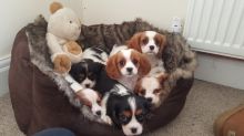 Cavalier King Charles Spaniel puppies available