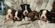 Cute Boston terrier Puppies Available