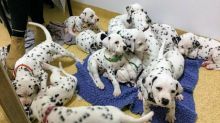 Dotted Black And White Dalmatian Puppies available