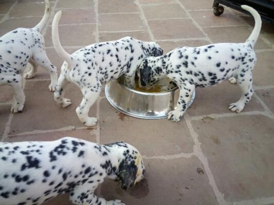 Black and Liver spotted Dalmatian Puppies available Image eClassifieds4u