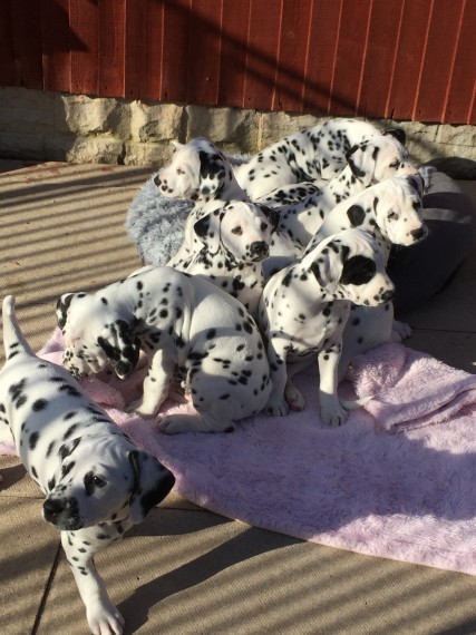 Black and Liver spotted Dalmatian Puppies available Image eClassifieds4u