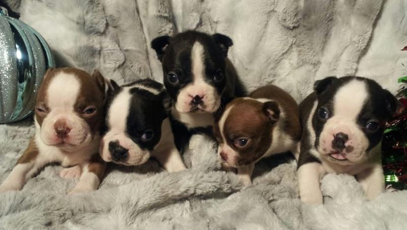Boston Terrier Puppies for Rehoming Image eClassifieds4u