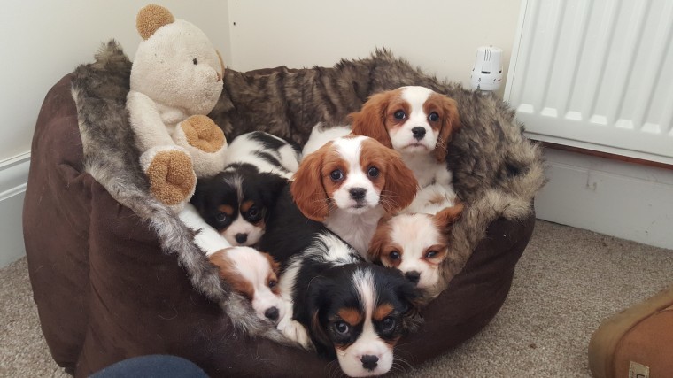 Cavalier King Charles Spaniel puppies available Image eClassifieds4u