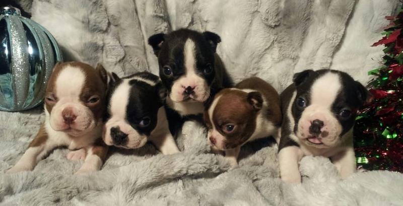 Cute Boston terrier Puppies Available Image eClassifieds4u