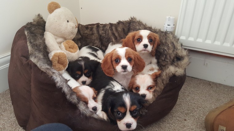 Cute Cavalier King Charles Spaniel puppies available Image eClassifieds4u
