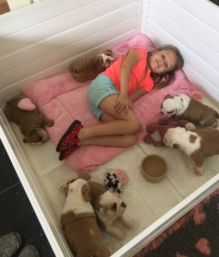 Cute English Bulldog puppies for Rehoming Image eClassifieds4u