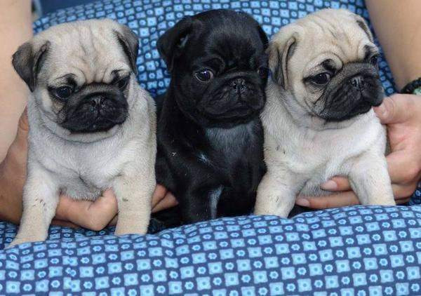 Cute Pug Puppies male and female available Image eClassifieds4u