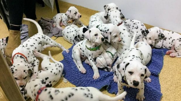 Dotted Black And White Dalmatian Puppies available Image eClassifieds4u