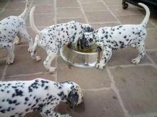 Black and Liver spotted Dalmatian Puppies available Image eClassifieds4U