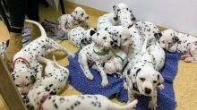 Black and Liver spotted Dalmatian Puppies available Image eClassifieds4U