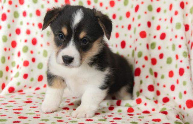 Male and female Pembroke welsh corgi puppies Image eClassifieds4u