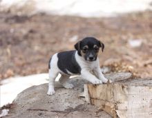 jack russell terrier Puppie available