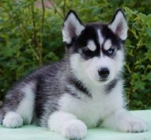 Sweet Playful Pomsky Puppies For Adoption