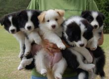Cute Border Collie pups.