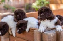 Cute Newfoundland Puppies Available