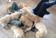 Golden Retriever puppies