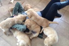 Well Trained Golden Retriever Puppies Ready