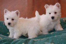 West highland terrier puppies Ready Now