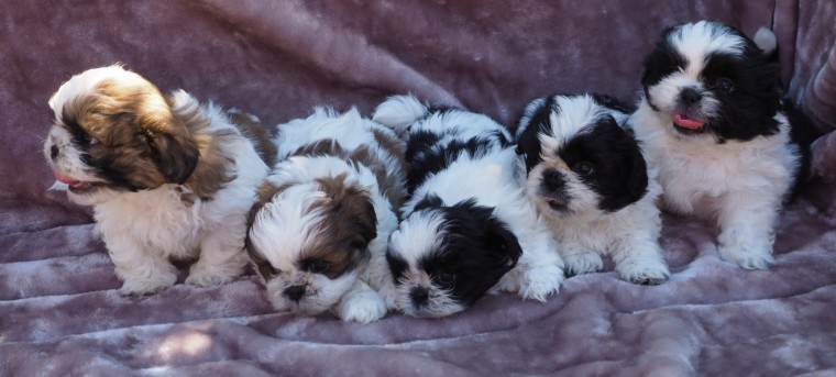 Adorable Shih Tzu Puppies Male And Female Image eClassifieds4u