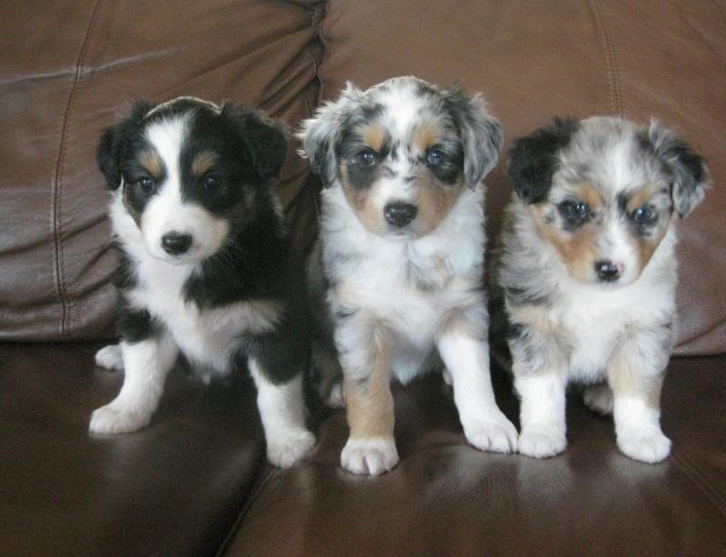 Charming Australian Shepherd puppies available Image eClassifieds4u