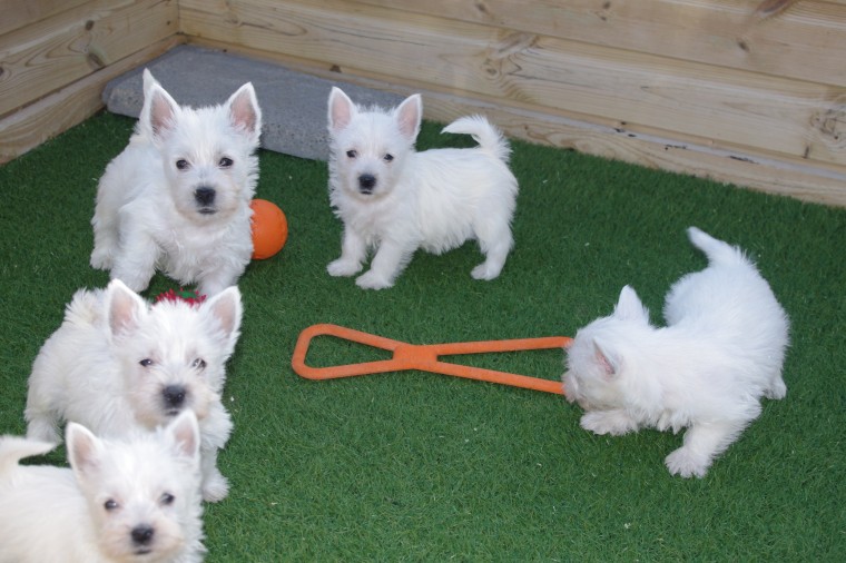 West Highland Terrier Puppies Ready Image eClassifieds4u