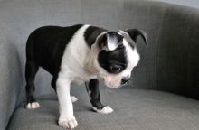 Adorable Boston terrier Puppies Available