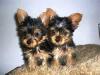 Affectionate Teacup Yorkie puppies Available