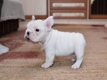 Attractive male and female French Bulldog puppies