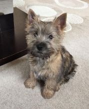 Cute Cairn Terrier puppies Available.
