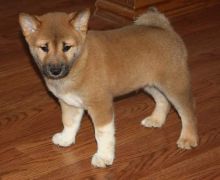 Family raised shiba inu puppies for adoption