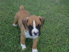 Healthy Male and female Boxer puppies for Re-Homing