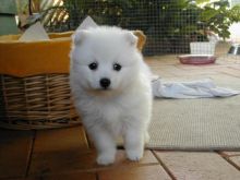 Japanese Spitz puppies for Caring homes