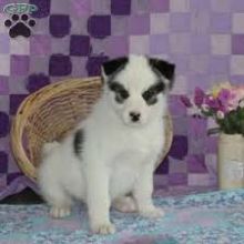 Precious Pomsky puppies available now