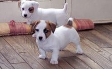 Pure Jack Russell Pups.