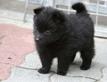 Schipperke puppies awaiting new homes