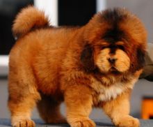 Tibetan Mastiff Pups For Pet Loving Home